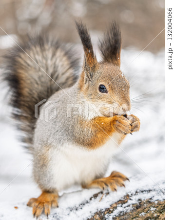 The squirrel with nut sits on tree in the winter or late autumn The squirrel with nut sits on tree in the winter or late autumn 132004066