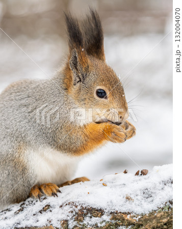 The squirrel with nut sits on tree in the winter or late autumn 132004070