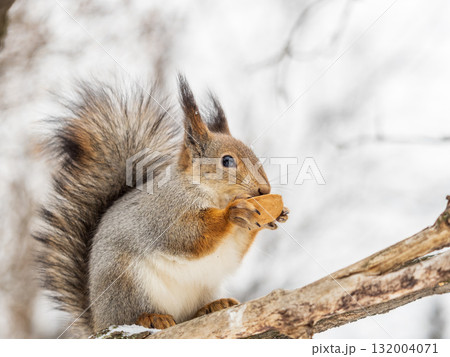 The squirrel with nut sits on tree in the winter or late autumn 132004071