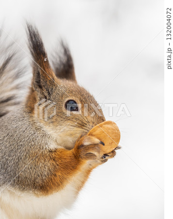 The squirrel with nut sits on tree in the winter or late autumn 132004072