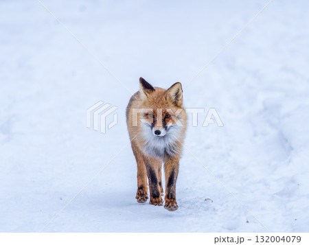 European Red Fox (Vulpes vulpes) in winter forest European Red Fox (Vulpes vulpes) in winter forest 132004079