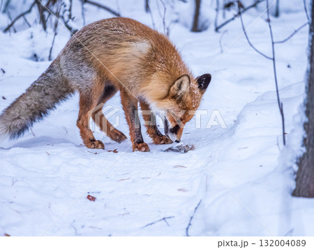 European Red Fox (Vulpes vulpes) in winter forest European Red Fox (Vulpes vulpes) in winter forest 132004089
