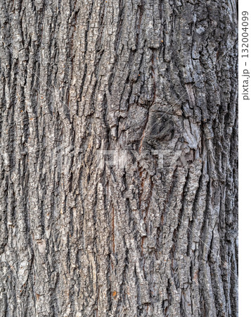 Bark texture and background of a old tree trunk. Detailed bark texture. Bark texture and background of a old tree trunk. Detailed bark texture. 132004099