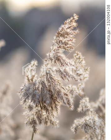 Yellow autumn fluffy feather grass with seeds on curved stems in light wind. Hello autumn concept. Natural background with copy space Yellow autumn fluffy feather grass with seeds on curved stems in light wind. Hello autumn concept. Natural background with copy space 132004108