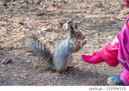 Girl feeds a squirrel with nuts in an autumn park. 132004118
