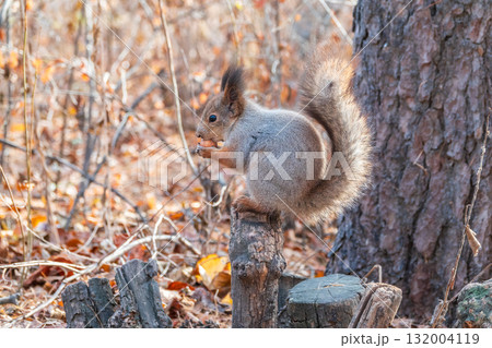 The squirrel with nut sits on tree in the autumn. Eurasian red squirrel, Sciurus vulgaris. 132004119
