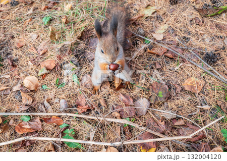 Squirrel in autumn or spring with nut on the green grass with fallen yellow leaves Squirrel in autumn or spring with nut on the green grass with fallen yellow leaves 132004120