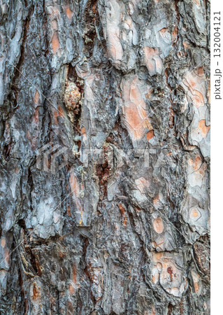 Old wood pine bark texture or background. Old wood pine bark texture or background. 132004121