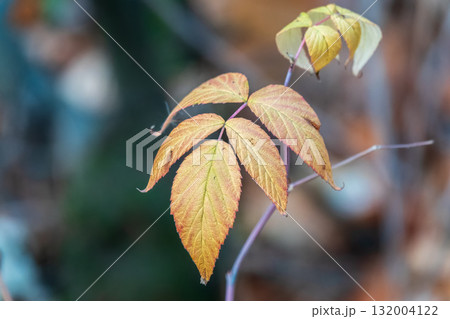 Branches with orange, red and yellow leaves in the autumn park. 132004122