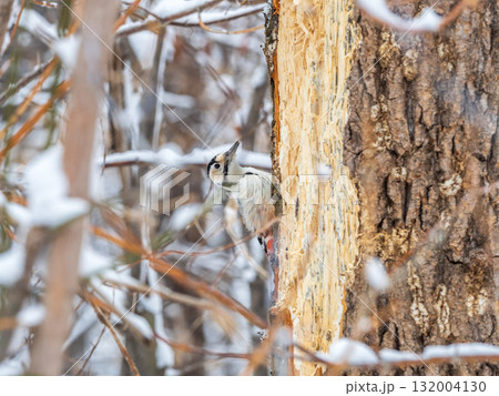 Little woodpecker sits on a tree trunk with snow in winter. The great spotted woodpecker, Dendrocopos major Little woodpecker sits on a tree trunk with snow in winter. The great spotted woodpecker, Dendrocopos major 132004130