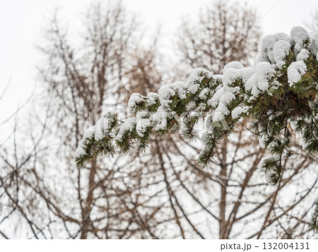 Green fir branches in winter covered with snow Green fir branches in winter covered with snow 132004131