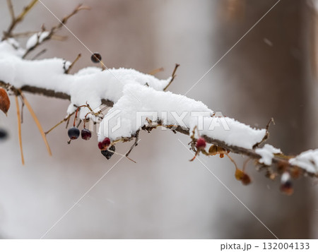 Tree branches in winter covered with snow and frost in snowfall. Frozen tree branches. Tree branches in winter covered with snow and frost in snowfall. Frozen tree branches. 132004133