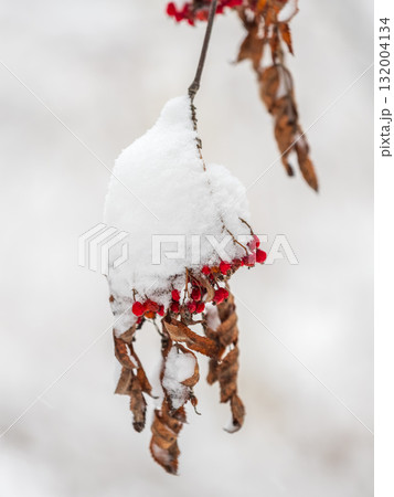 Tree branches in winter covered with snow and frost in snowfall. Frozen tree branches. 132004134