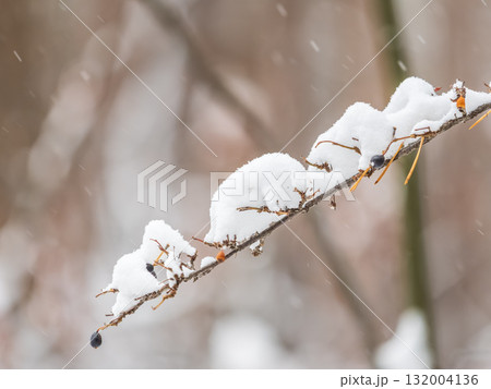 Tree branches in winter covered with snow and frost in snowfall. Frozen tree branches. Tree branches in winter covered with snow and frost in snowfall. Frozen tree branches. 132004136