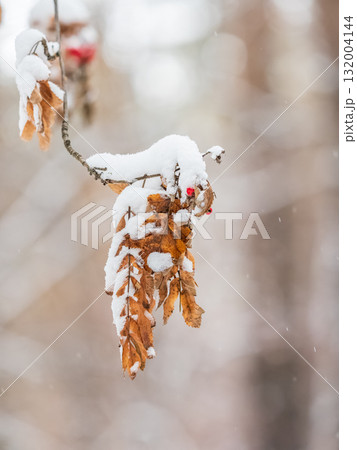 Tree branches in winter covered with snow and frost in snowfall. Frozen tree branches. Tree branches in winter covered with snow and frost in snowfall. Frozen tree branches. 132004144
