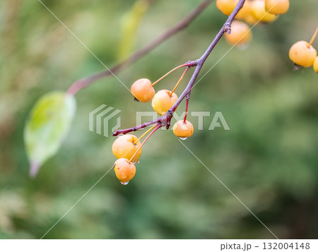Yellow wild apples fruits on a tree in autumn. Bare branches with uncultivated fruits Yellow wild apples fruits on a tree in autumn. Bare branches with uncultivated fruits 132004148