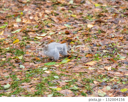 Squirrel in autumn hides nuts on the green grass with fallen yellow leaves Squirrel in autumn hides nuts on the green grass with fallen yellow leaves 132004156