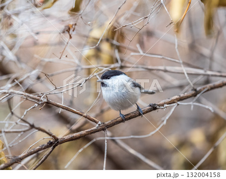 Cute bird the willow tit, song bird sitting on a branch without leaves in the winter. 132004158