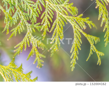 Thuja branches with drops of water after rain. Wet branches in the sunset light. Thuja branches with drops of water after rain. Wet branches in the sunset light. 132004162