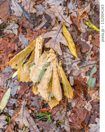 Orange, brown and yellow fallen oak leaves in the sunlight. Orange, brown and yellow fallen oak leaves in the sunlight. 132004163