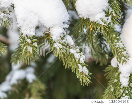 Green fir branches in winter covered with snow. Branches of fir tree as background. Frosty spruce branches. Outdoor with snowy winter nature. Forest landscape 132004168