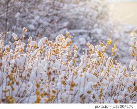 Tree branches in winter covered with snow and frost in snowfall. Frozen tree branches. Tree branches in winter covered with snow and frost in snowfall. Frozen tree branches. 132004176