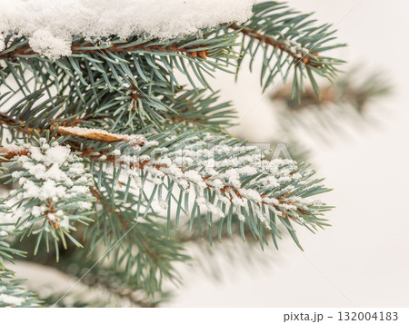 Green fir branches in winter covered with snow. Branches of fir tree as background. Frosty spruce branches. Outdoor with snowy winter nature. Forest landscape Green fir branches in winter covered with snow. Branches of fir tree as background. Frosty spruce branches. Outdoor with snowy winter nature. Forest landscape 132004183