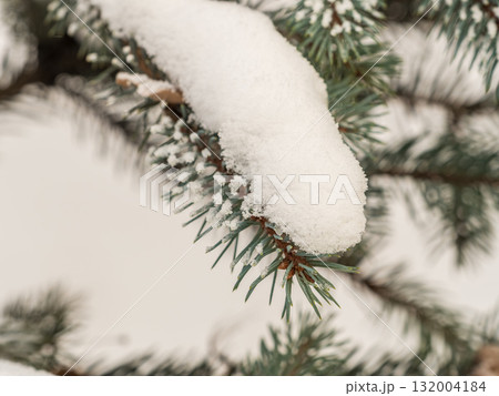 Green fir branches in winter covered with snow. Branches of fir tree as background. Frosty spruce branches. Outdoor with snowy winter nature. Forest landscape Green fir branches in winter covered with snow. Branches of fir tree as background. Frosty spruce branches. Outdoor with snowy winter nature. Forest landscape 132004184