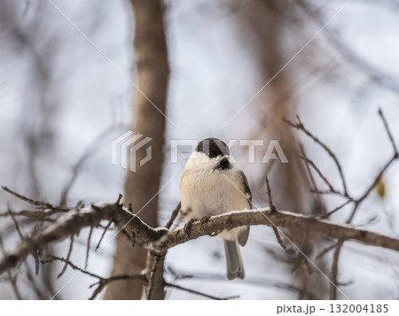 Cute bird the willow tit, song bird sitting on a branch without leaves in the winter. Cute bird the willow tit, song bird sitting on a branch without leaves in the winter. 132004185