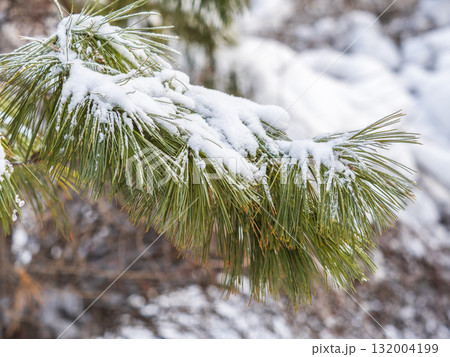 Cedar branches with long fluffy needles in winter covered with snow 132004199