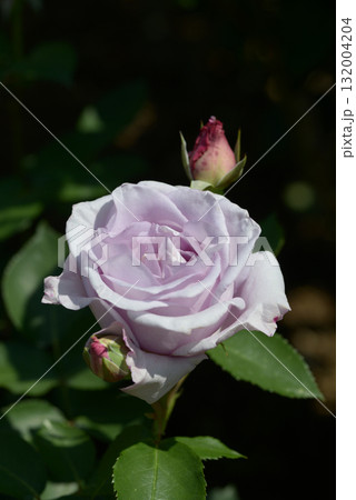 イエライシャン シャクヤク イエライシャン シャクヤク 132004204