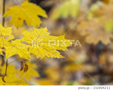 Maple branches with yellow leaves in autumn, in the light of sunset. 132004211