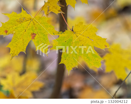 Maple branches with yellow leaves in autumn, in the light of sunset. 132004212