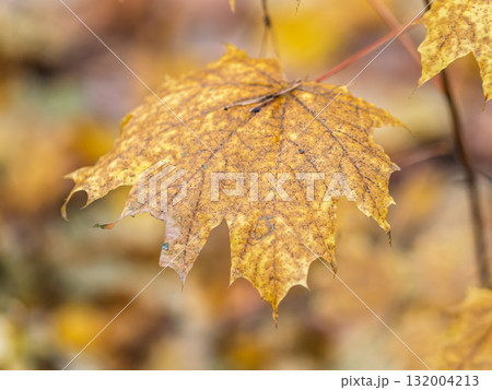 Maple branches with yellow leaves in autumn, in the light of sunset. Maple branches with yellow leaves in autumn, in the light of sunset. 132004213