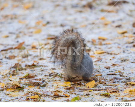 Autumn squirrel sits on green grass with yellow fallen leaves covered with first snow. Eurasian red squirrel, Sciurus vulgaris Autumn squirrel sits on green grass with yellow fallen leaves covered with first snow. Eurasian red squirrel, Sciurus vulgaris 132004222