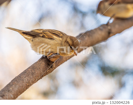 Sparrow sits on a branch without leaves. 132004226