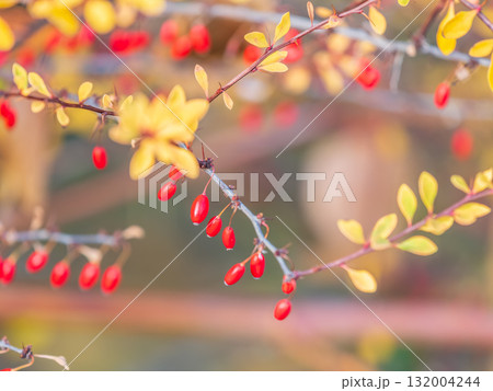 Branches of a barberry Bush with ripe red barberry berries 132004244