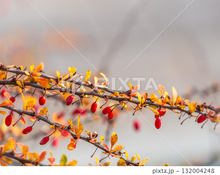 Branches of a barberry Bush with ripe red barberry berries Branches of a barberry Bush with ripe red barberry berries 132004248