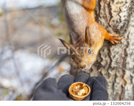 A squirrel in the autumn eats nuts from a human hand. Eurasian red squirrel, Sciurus vulgaris A squirrel in the autumn eats nuts from a human hand. Eurasian red squirrel, Sciurus vulgaris 132004256