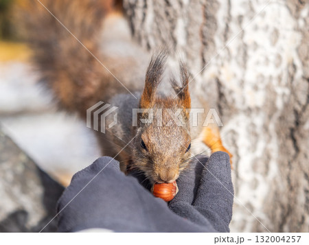 A squirrel in the autumn eats nuts from a human hand. Eurasian red squirrel, Sciurus vulgaris 132004257