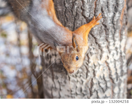 Squirrel sitting upside down on a tree trunk. The squirrel hangs upside down on a tree against colorful blurred background. Close-up. Squirrel sitting upside down on a tree trunk. The squirrel hangs upside down on a tree against colorful blurred background. Close-up. 132004258