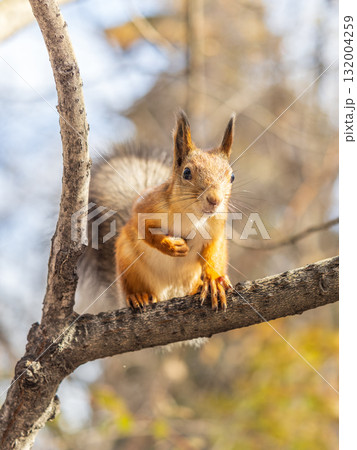 Squirrel sits on a branch in Autumn park Squirrel sits on a branch in Autumn park 132004259