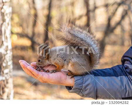 A squirrel in the spring or autumn eats nuts from a human hand. Eurasian red squirrel, Sciurus vulgaris A squirrel in the spring or autumn eats nuts from a human hand. Eurasian red squirrel, Sciurus vulgaris 132004282