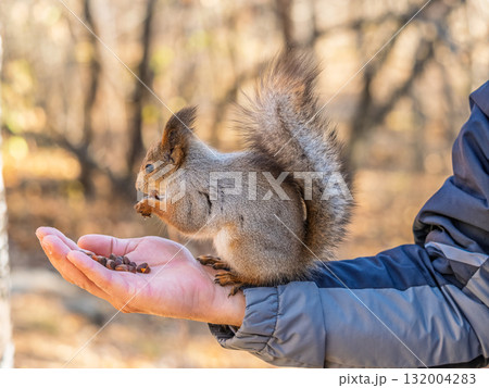 A squirrel in the spring or autumn eats nuts from a human hand. Eurasian red squirrel, Sciurus vulgaris 132004283