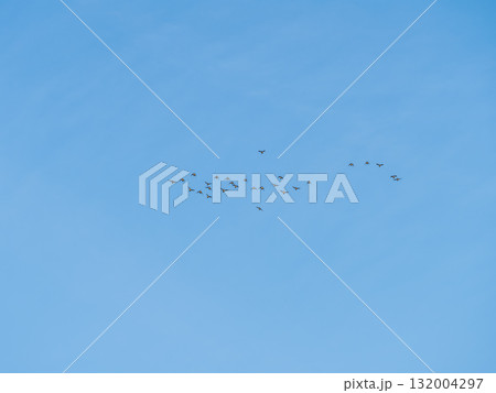 Flock of geese in flight Flock of geese in flight 132004297