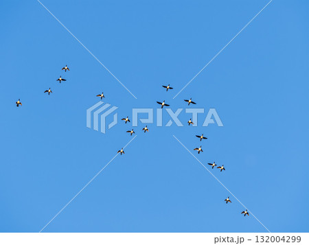 Flock of geese in flight 132004299