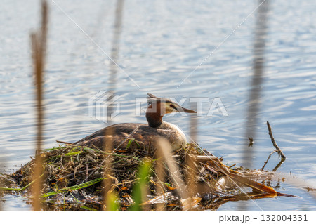 Great Crested Grebe, Podiceps cristatus, water bird sitting on the nest, nesting time on the green lake 132004331