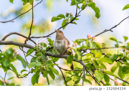 Thrush Nightingale, Luscinia luscinia. A bird sits on a tree branch and sings Thrush Nightingale, Luscinia luscinia. A bird sits on a tree branch and sings 132004334