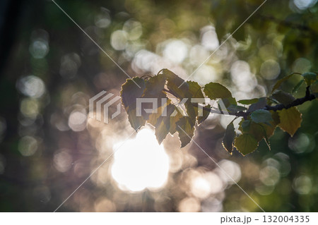 Branch of birch tree, Betula pendula, silver birch, warty birch, European white birch, with green leaves 132004335