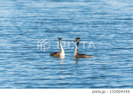 Mating games of two water birds Great Crested Grebes. Two waterfowl birds Great Crested Grebes swim in the lake with heart shaped silhouette 132004348